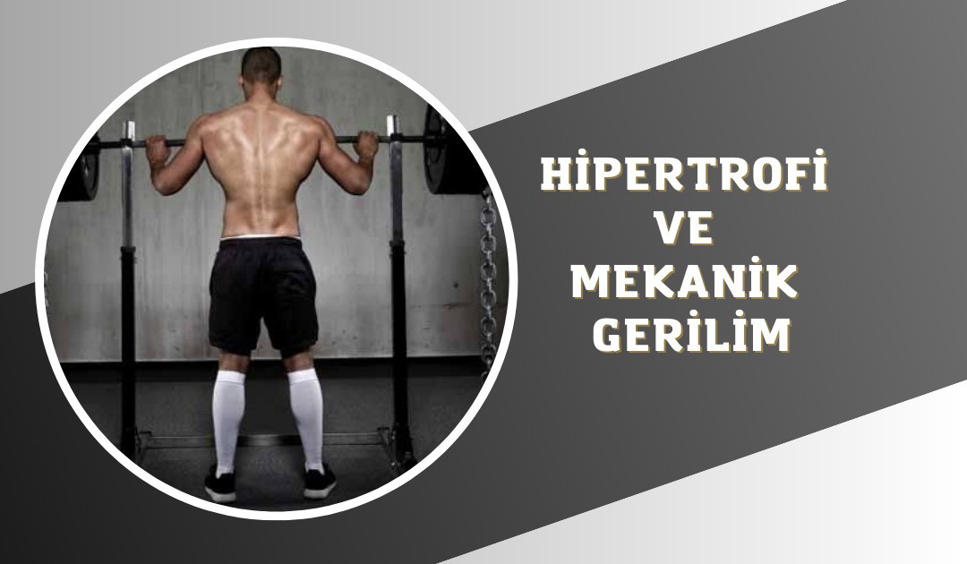 HİPERTROFİ - MEKANİK GERİLİM 